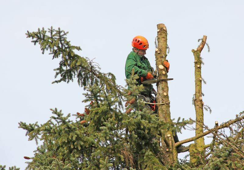Cypress Tree Trimming in San Jose, CA