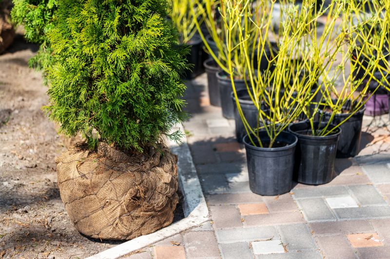 Shrub Removal Services Overview