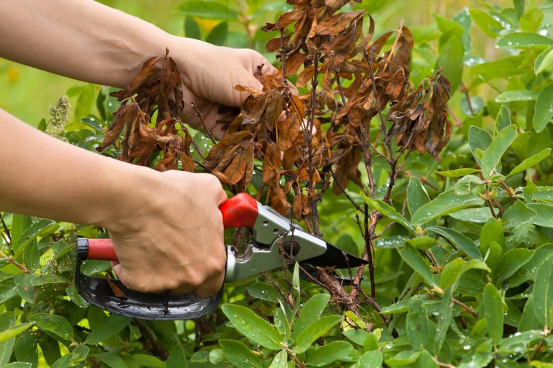 Azalea Pruning in Aiken, SC