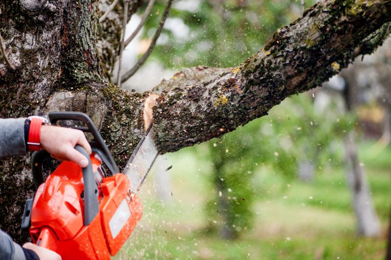 Birch Tree Removal in Pottstown, PA