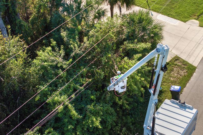 Commercial Tree Trimming in Denver, CO