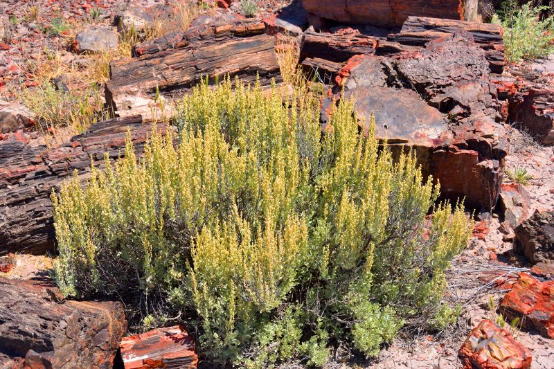 Cost of Shrub Removal — Cost of Shrub Removal
