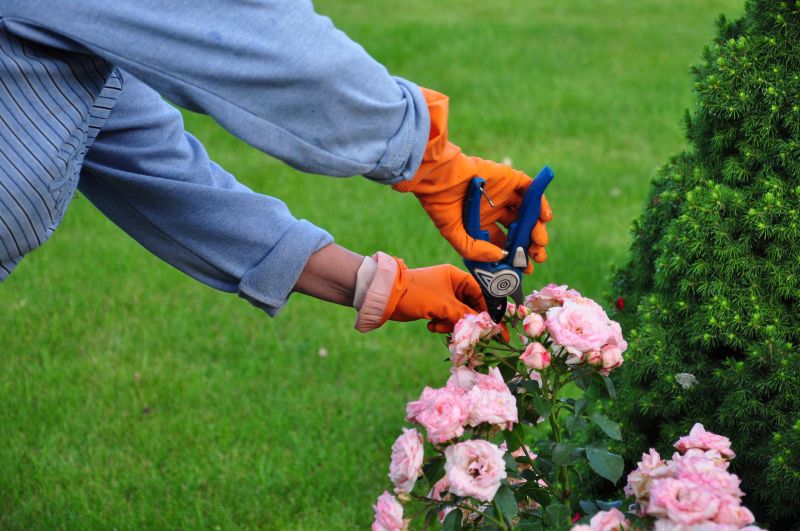 Cost of Shrub Removal — Cost of Shrub Removal