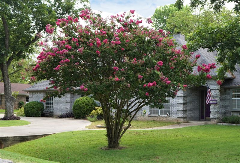 Crape Myrtle Pruning in Honolulu, HI