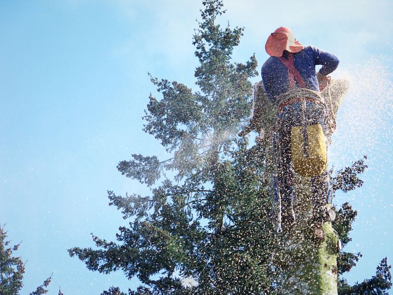 Dead Tree Removal in Allentown, PA