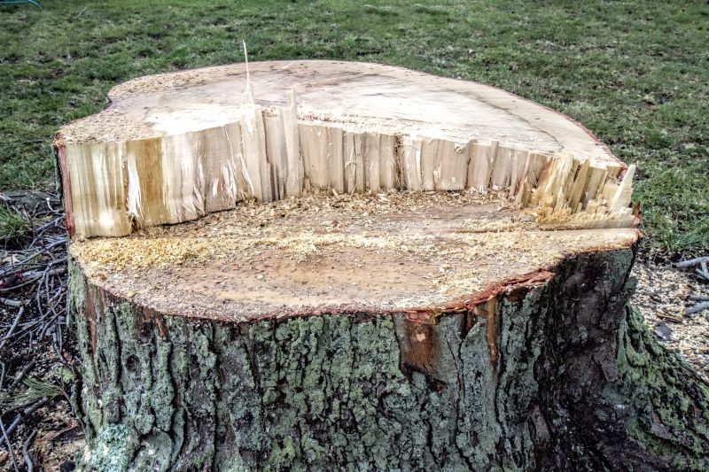 Dead Tree Removal in Reno, NV