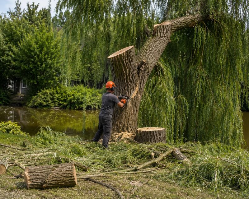 Dogwood Tree Removal in Doylestown, PA