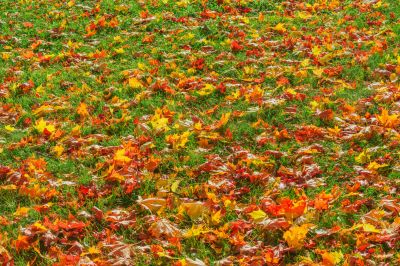 Autumn Lawn Preparation