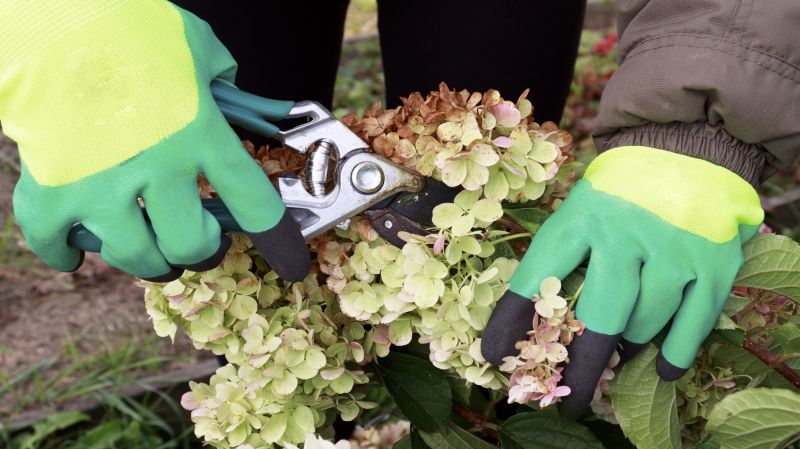 Forsythia Pruning in Rockwall, TX
