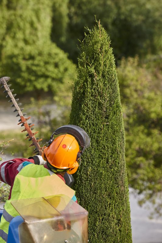Hickory Tree Trimming in Allentown, PA