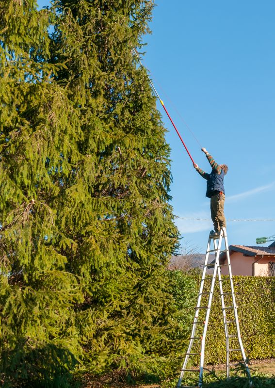Hickory Tree Trimming in Allentown, PA