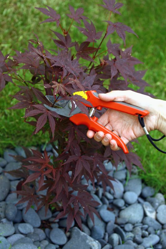 Japanese Maple Pruning in Doylestown, PA