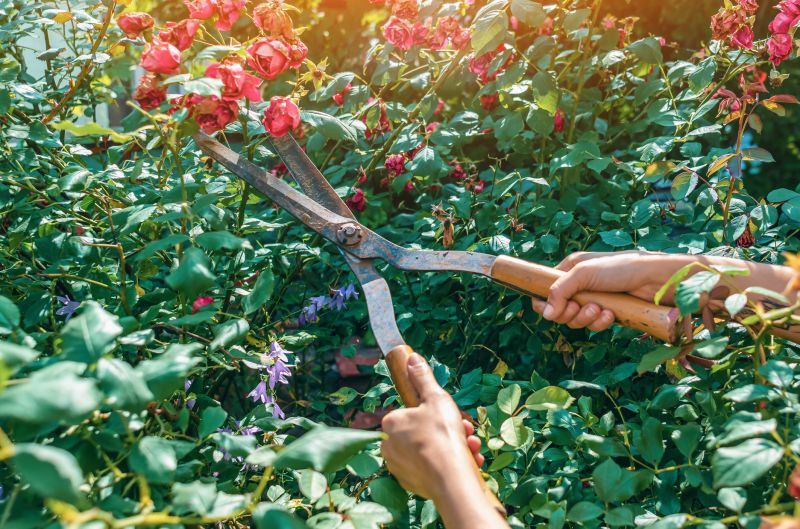 Knockout Roses Pruning in Rockwall, TX