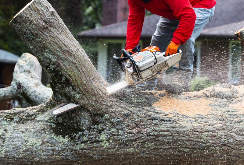 Oak Tree Pruning in Pottstown, PA