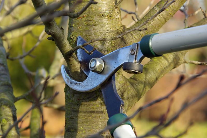 Oak Tree Pruning in Doylestown, PA