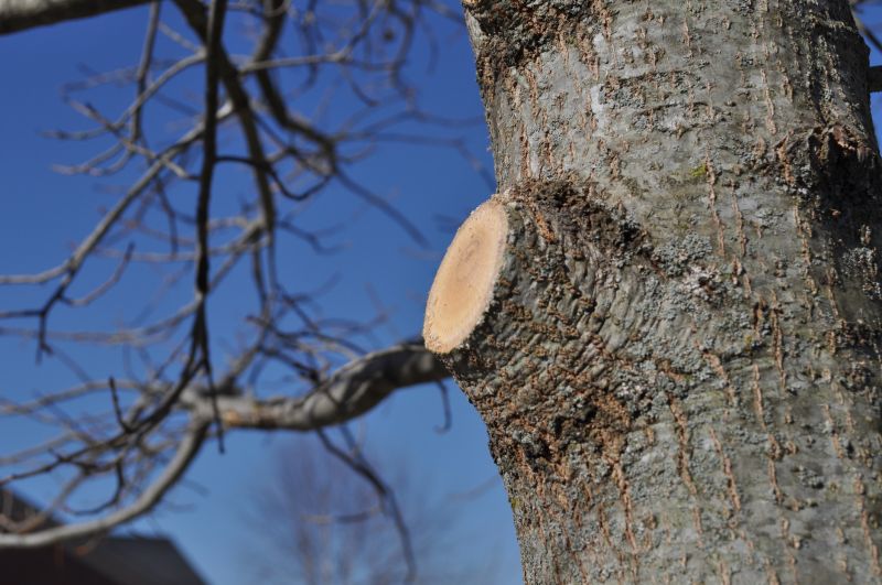 Pine Tree Trimming in Allentown, PA