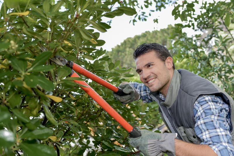 Shrub Removal