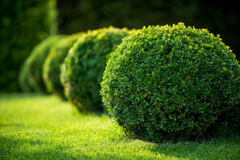 Trimming Bushes Near Windows
