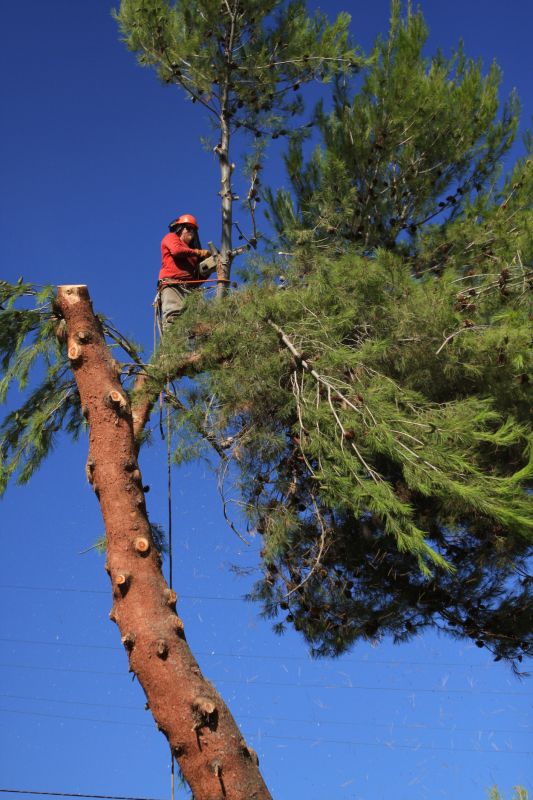 Spruce Tree Removal in Pottstown, PA
