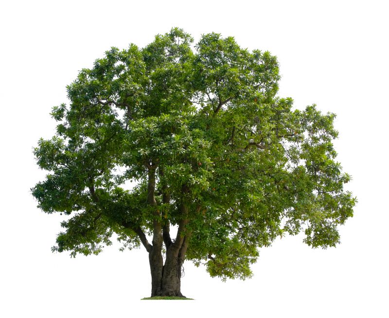 Tree Crown Shaping in Doylestown, PA