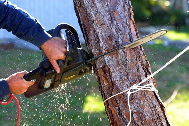 Willow Tree Removal in San Jose, CA
