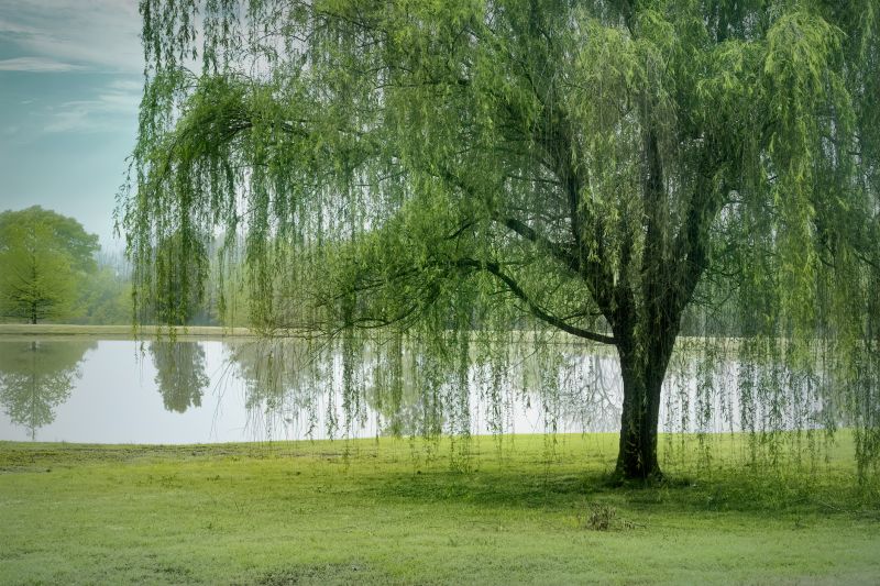 Willow Tree Removal in Pottstown, PA