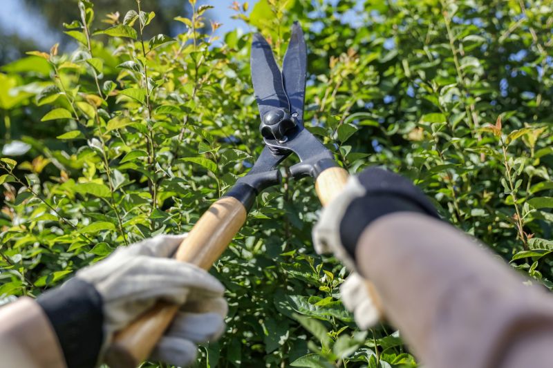 Shrubs with invasive roots can damage foundations, sidewalks, driveways, or underground pipes